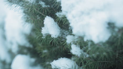 un pinar extremo con agujas lindas rebotando en la brisa durante una nevada