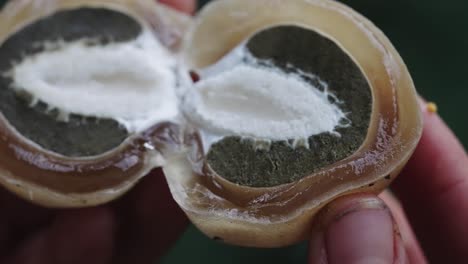 Macro-closeup-of-common-stinkhorn-mushroom-cut-in-half-held-by-fingers,-static