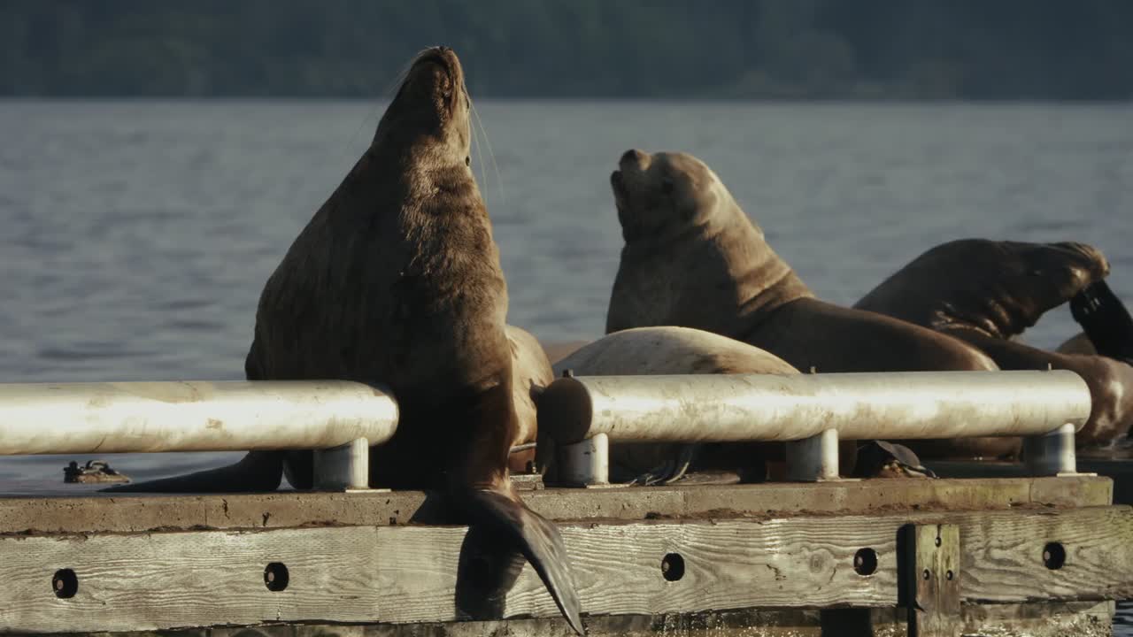 Sea lions lounging on a dock, Cowichan Bay, golden light calm scene