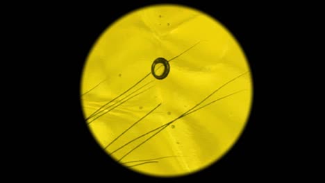 yellow gel shampoo with micro plant long spike filaments under a microscope
