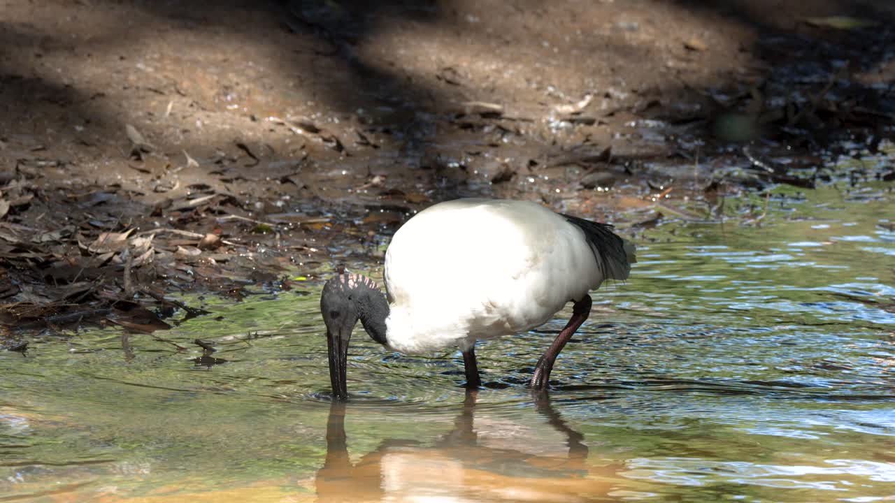 Un ibis bianco australiano si abbevera e cerca cibo in acque poco profonde lungo la riva soleggiata di un fiume.