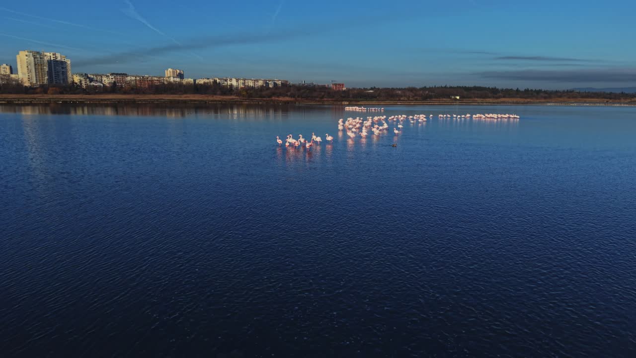 Flamingos standing together in a body of water near a city landscape