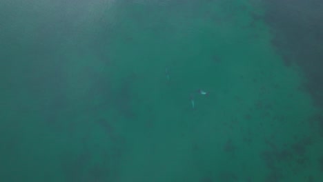 Luftaufnahme-Aus-Der-Vogelperspektive-über-Ein-Paar-Südlicher-Delfine,-Die-Unter-Der-Meeresoberfläche-Schwimmen