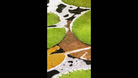 close-up of water lily leaves