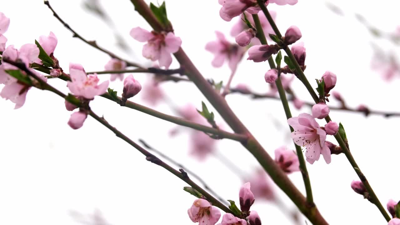 flor de cerezo, flor de sakura, cerezo floreciente en plena floración sobre fondo de cielo azul, hermosas flores de primavera, flores rosas frescas, belleza de pétalos de flores frescas