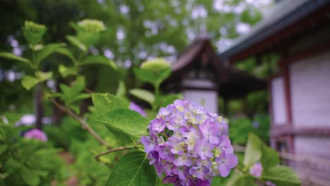 rainy season in japan, ajisai blooming at fujinomori temple in japan