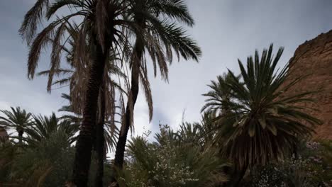 palmeras oasis 05