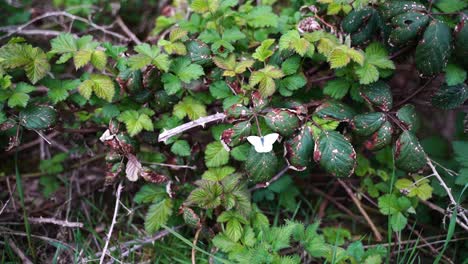 mariposa de azufre se posa en un libro de moras en una hoja marrón