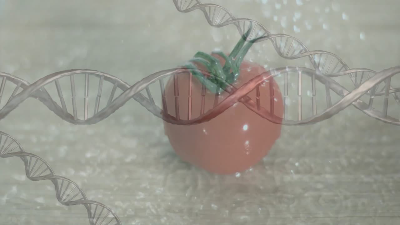 Elica di DNA che compare alla vista innesca goccioline che si irrorano su un pomodoro, visualizzando la freschezza genetica