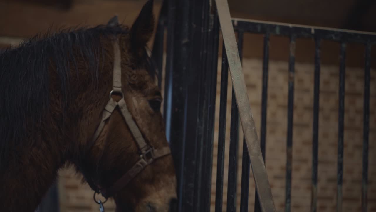 Calm and friendly horse with beautiful white spot on forehead. Nose, eyes, mane, muzzle of the horse. Close-up