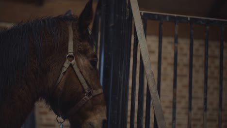 calm and friendly horse with beautiful white spot on forehead. nose, eyes, mane, muzzle of the horse. close-up