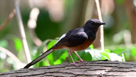 Die-Weißbürtige-Shama-Ist-Einer-Der-Häufigsten-Vögel-In-Thailand-Und-Kann-Leicht-In-Stadtparks,-Landwirtschaftsflächen,-Bewaldeten-Gebieten-Und-Den-Nationalparks-Beobachtet-Werden