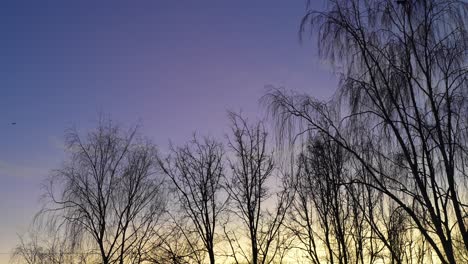 Pájaro-Volando-Sobre-La-Silueta-De-Los-árboles-En-Una-Puesta-De-Sol-Con-Cielo-Degradado,-Estático