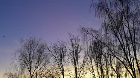 pájaro volando sobre la silueta de los árboles en una puesta de sol con cielo de gradiente, estático