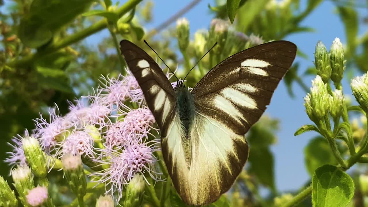 Farfalla albatro striata orientale che si nutre di fiori viola di Siam Weed in Bangladesh, con ali bianche e venature scure.