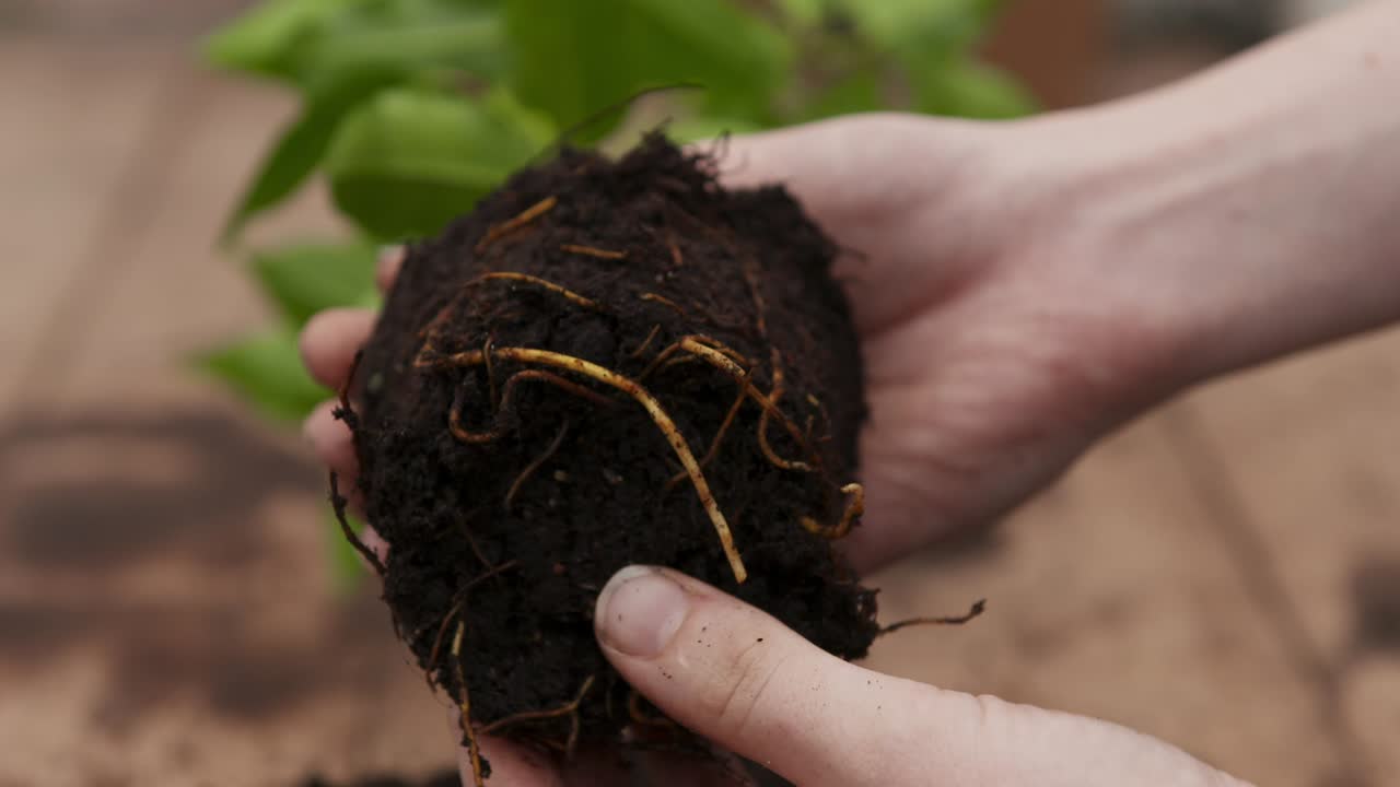 Actividad de jardinería que incluye trasplantar plantas, cuidar árboles jóvenes y el cuidado general de las plantas.