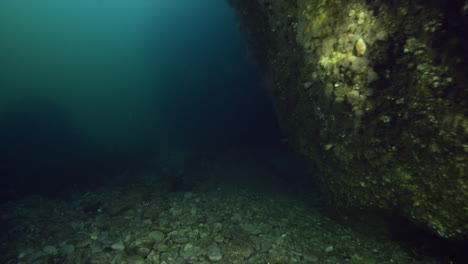 cold water reef during a dive in quebec, canada.