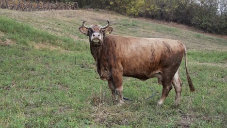 large brown cow in field looking at camera