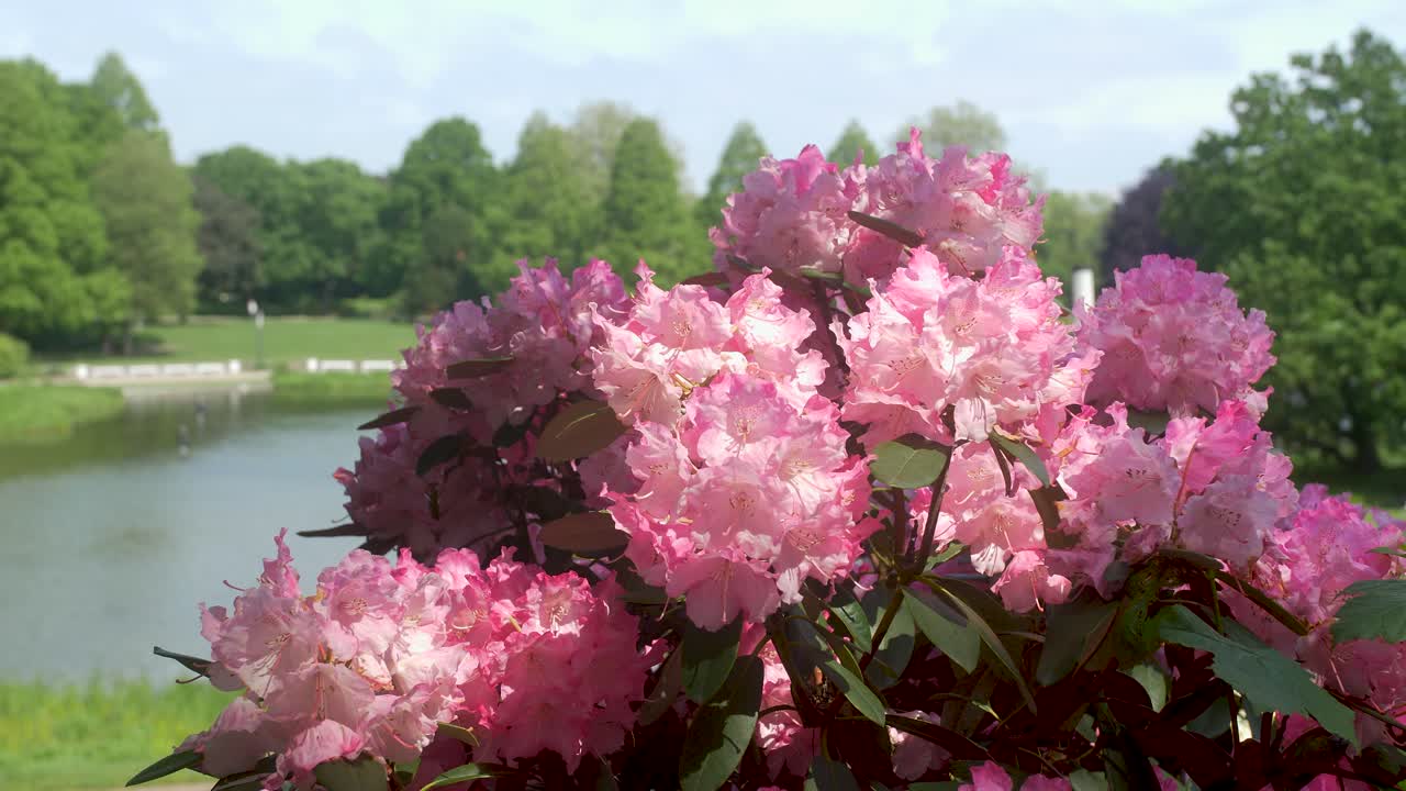 Magenta flower bush in light and shadow play from the sun.