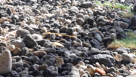 pequeño cangrejo ermitaño crustáceo decapode con concha caminando sobre playa de guijarros en un destino de isla tropical remota