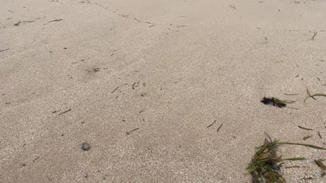 camera tilt up from a footprint in the sand to the ocean, as waves hitting the coast of a sea