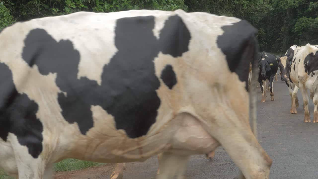 길을 걷고 있는 방목 홀스타인 홀스타인 젖소 떼