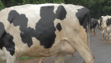 herd of free-range holstein friesian dairy cattle walking in the road