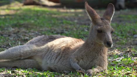 A-kangaroo-lounges-on-the-ground,-basking-under-the-sunshine,-chilling-and-relaxing-on-the-grassy-field,-close-up-shot-of-Australian-wildlife-species