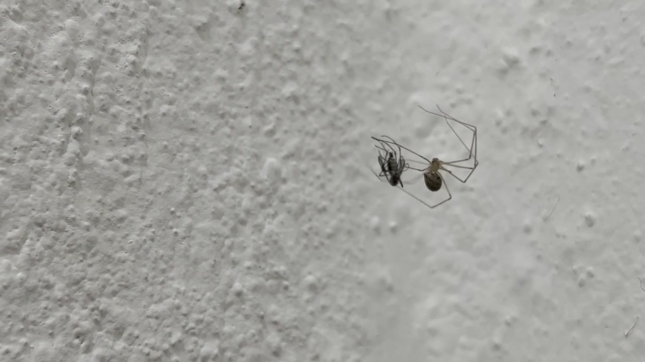 Esempio classico di relazione predatore-preda, ragno che consuma una mosca