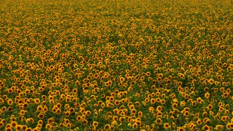sunflowers field