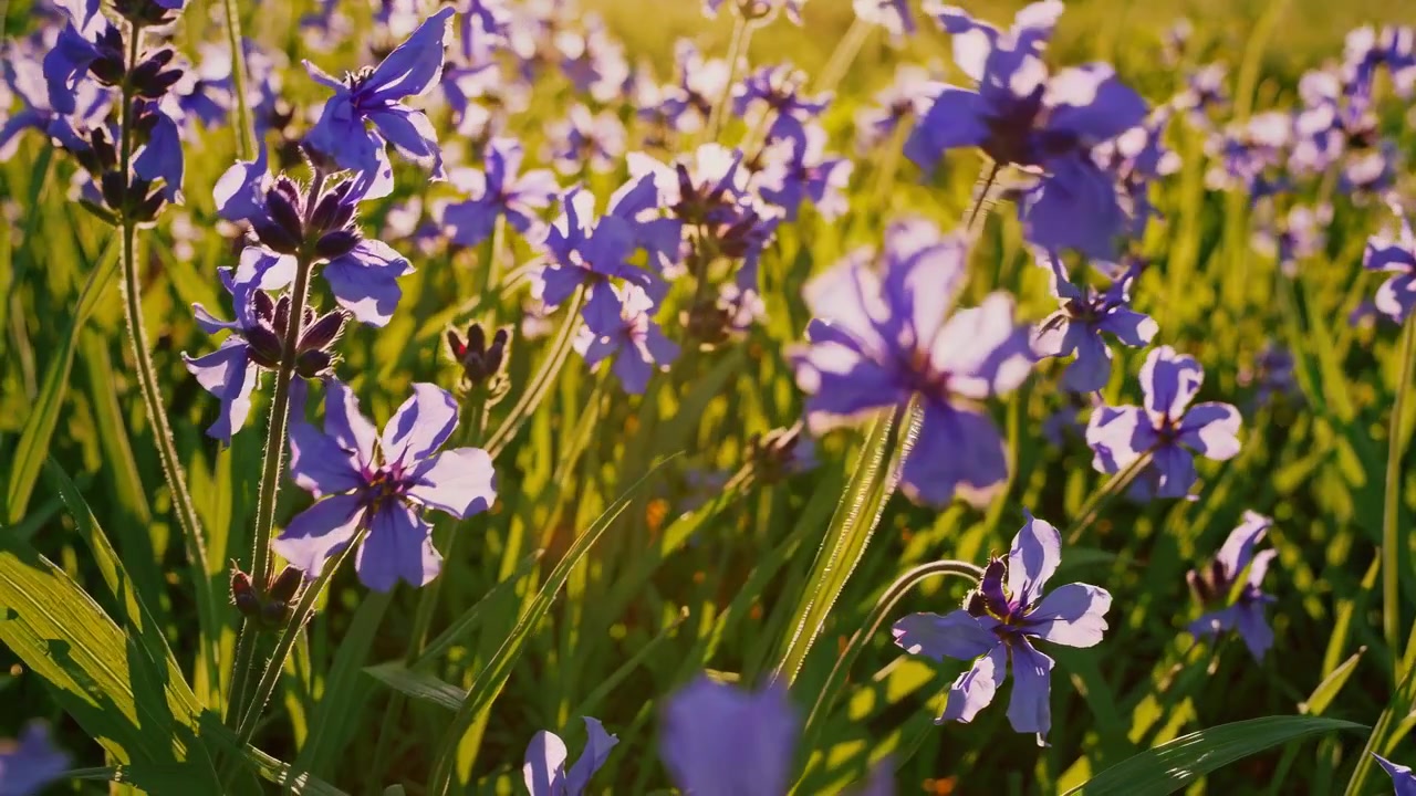 Lilla villblomster i blomst på en solrik eng ved solnedgang