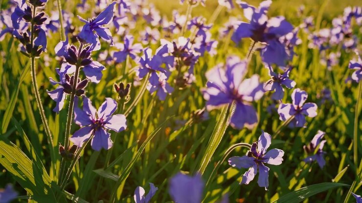 Lilla villblomster i blomst på en solrik eng ved solnedgang