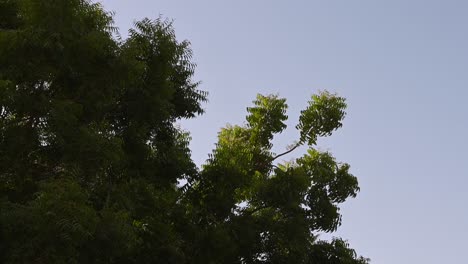 azadirachta indica: สาขาของต้นนีมในช่วงวันที่สดใสและร่มรื่น, mahogany family meliaceae