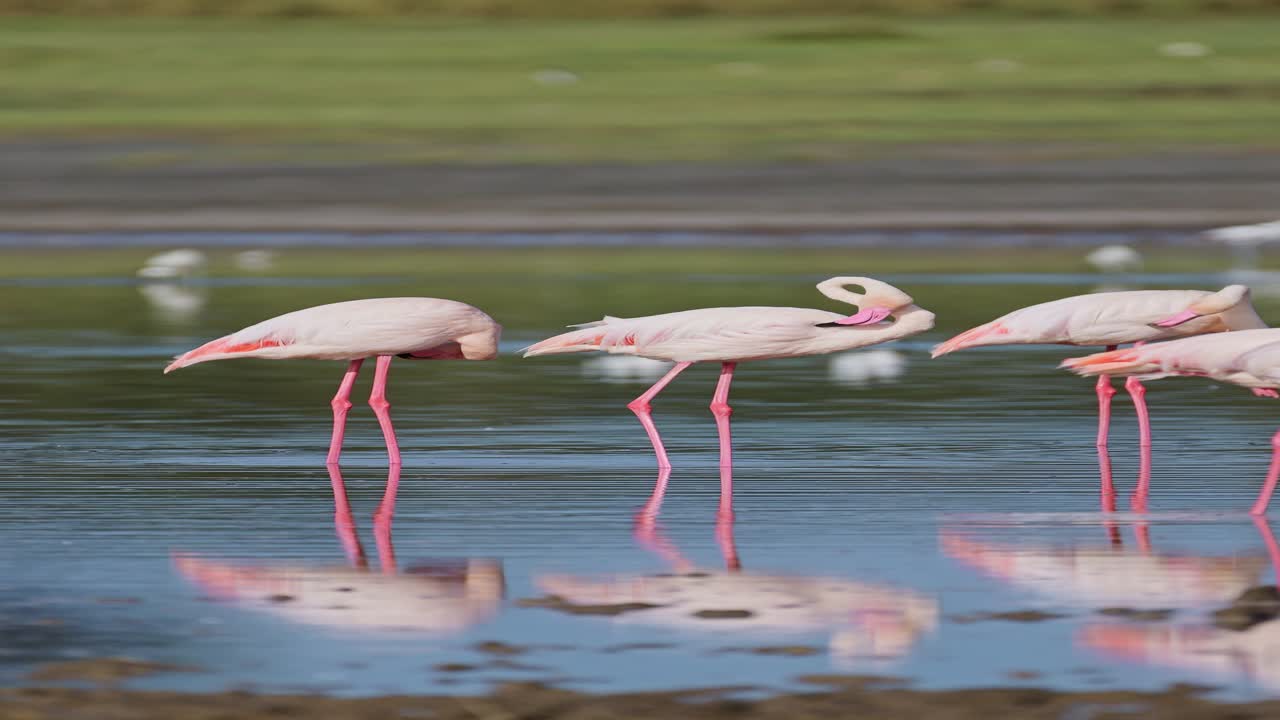flamingos en cámara lenta caminando en un lago en áfrica, video vertical de flamenco rosa para redes sociales, reels de instagram y tiktok en el área de conservación de ngorongoro en el parque nacional de ndutu en tanzania