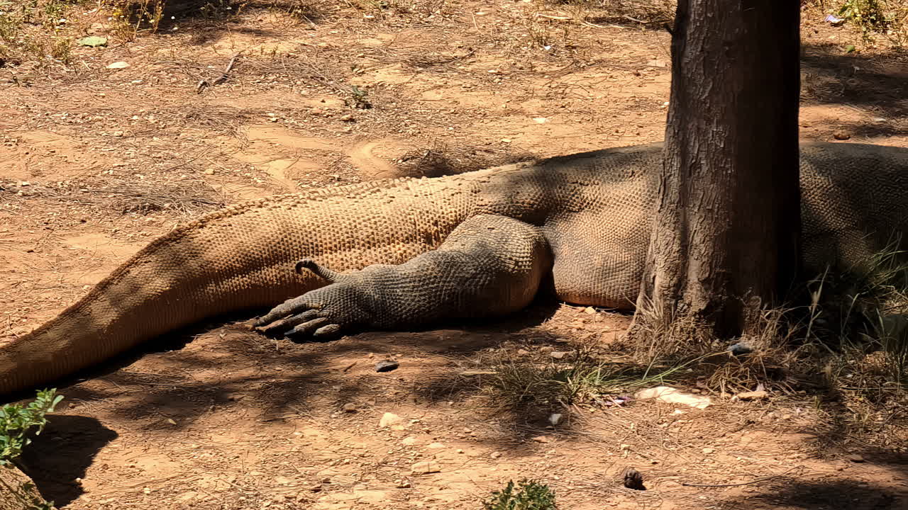 Seltener und massiver Komodowaran ruht an einem heißen sonnigen Tag unter einem Baum.