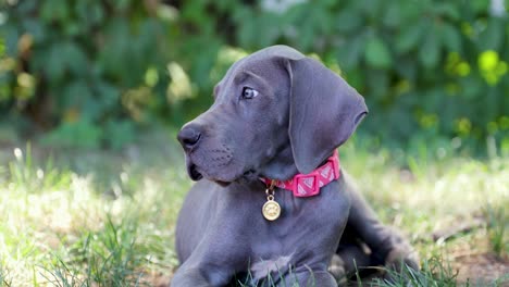 cachorro gran danés tendido en la hierba verde alta