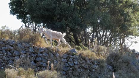 goat walking on rocks in rural landscape - wide shot