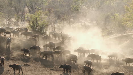 manada de búfalos africanos en un paisaje polvoriento durante la migración
