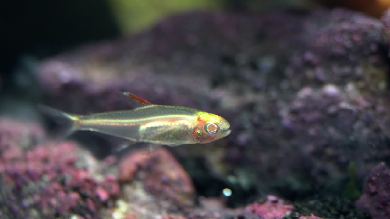 내부 장기가 보이는 투명한 물고기