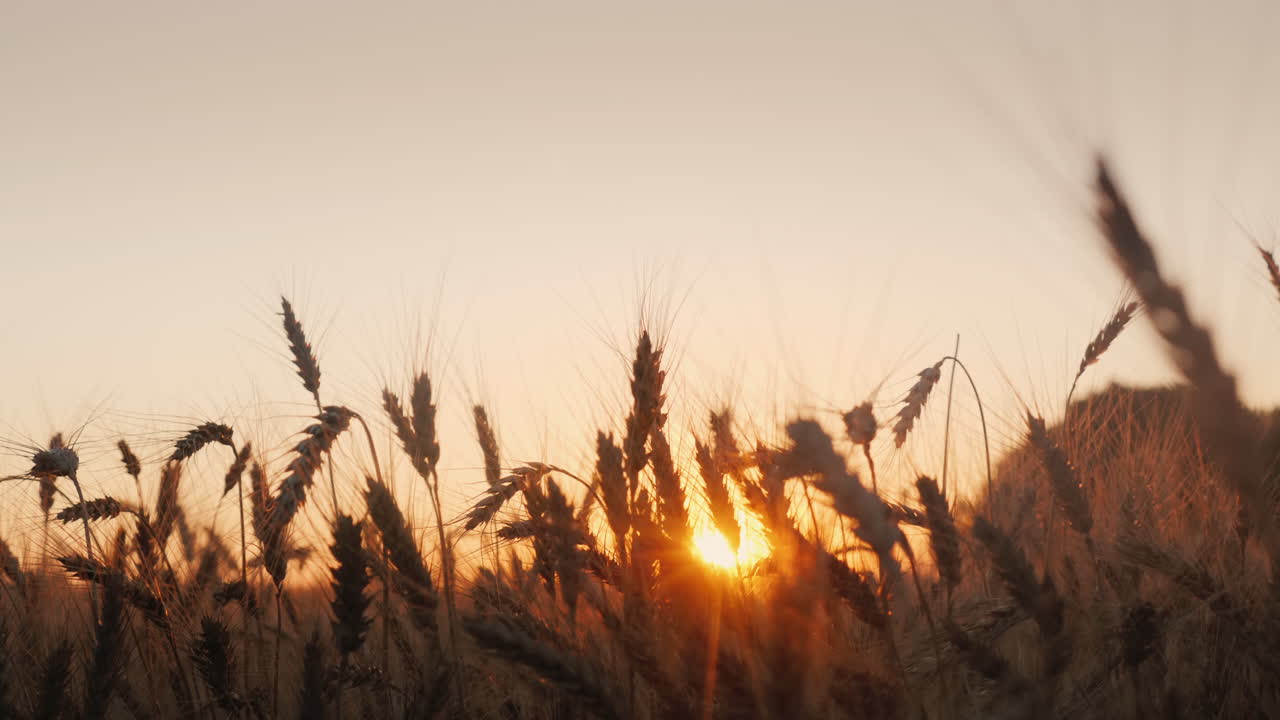 석양에 밀밭에서 악수