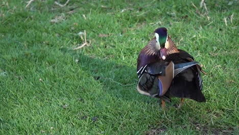a mandarin duck spending some time to clean its feathers whilst standing on grass