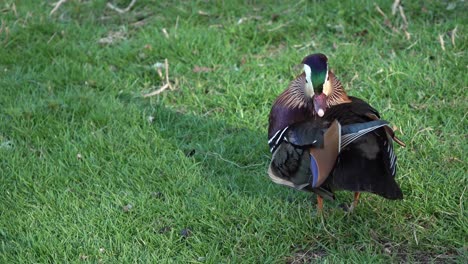 un pato mandarín pasa algún tiempo para limpiar sus plumas mientras está de pie sobre la hierba