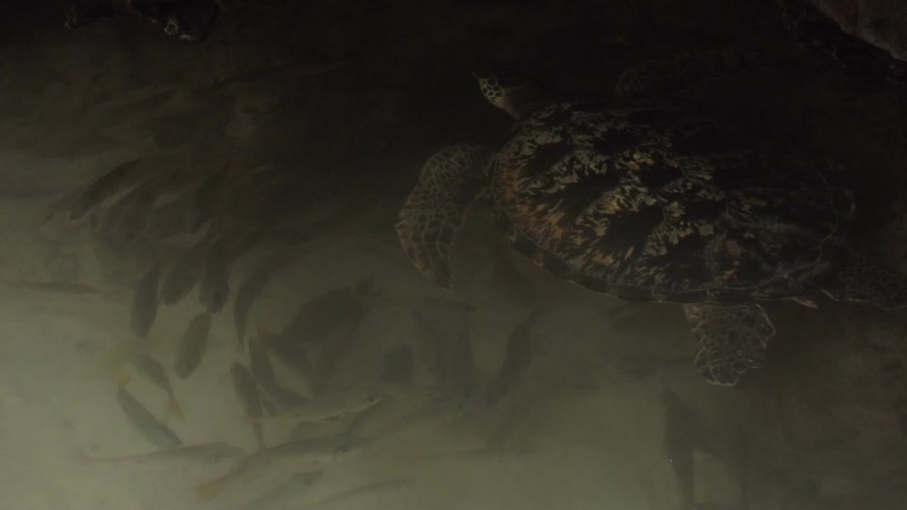 Slow motion clip of a sea turtle hiding in the shade, swimming with fishes
