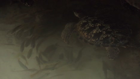 clip en cámara lenta de una tortuga marina escondida a la sombra, nadando con peces