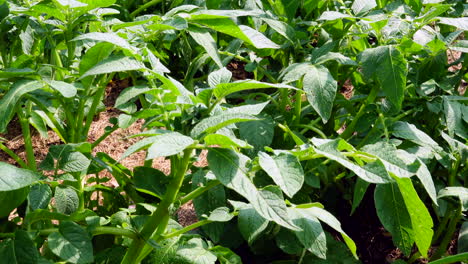 Algunas-Plantas-De-Patata-Verde-Que-Soplan-En-El-Viento