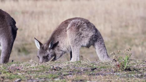 vista de un wallaby pastando durante el día - plano general