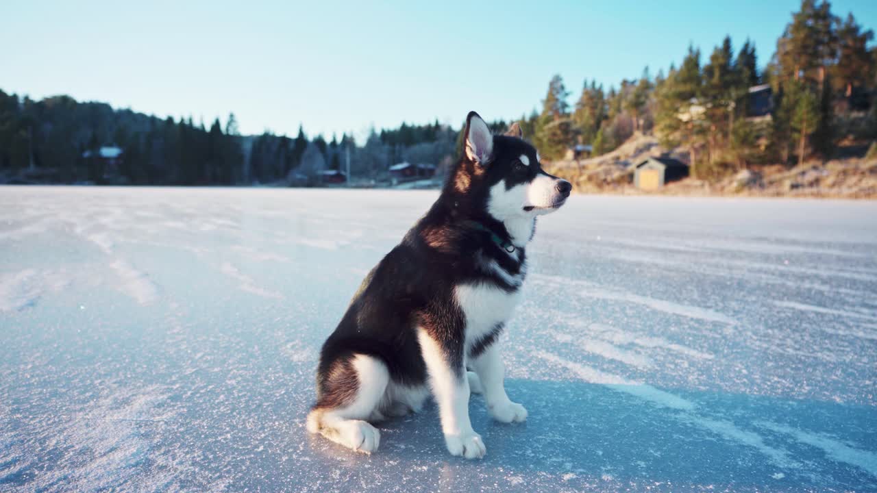 Alaskan Malamute Dog Breed On Snowscape Rural Feeds By His Owner During Daytime In Trondheim, Norway