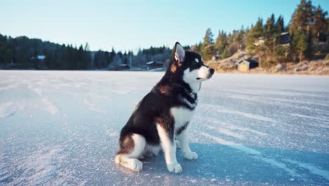 alaskan malamute dog breed on snowscape rural feeds by his owner during daytime in trondheim, norway