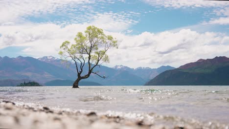 lake wanaka tree new zealand rolling waves on shore