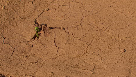 high angle shot of a plant germinating from soil, growing evolution in timelapse over a period of time